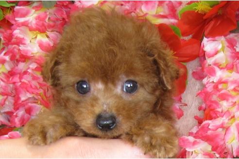 成約済の茨城県のトイプードル-31239の5枚目