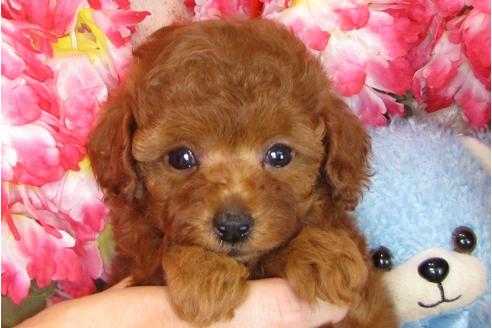 成約済の茨城県のトイプードル-31240の1枚目