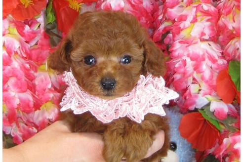 成約済の茨城県のトイプードル-31240の2枚目