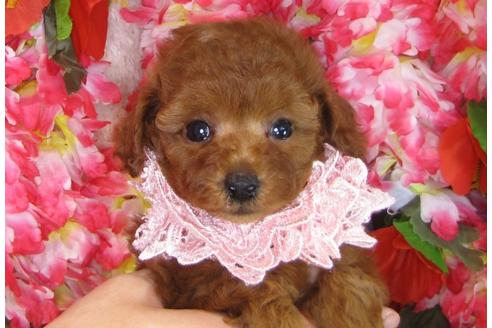 成約済の茨城県のトイプードル-31240の3枚目