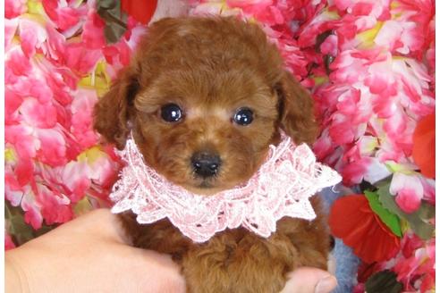 成約済の茨城県のトイプードル-31240の4枚目