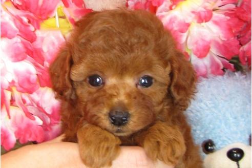 成約済の茨城県のトイプードル-31240の5枚目