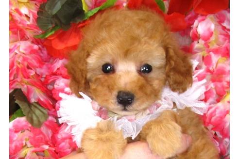 成約済の茨城県のトイプードル-31241の1枚目