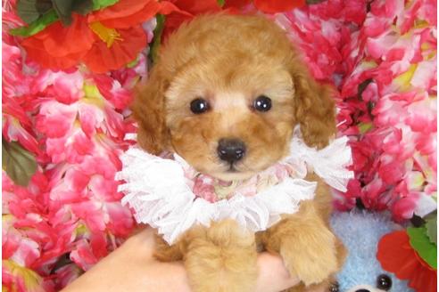 成約済の茨城県のトイプードル-31241の2枚目