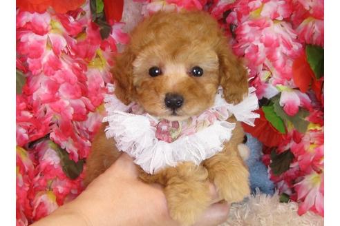 成約済の茨城県のトイプードル-31241の3枚目