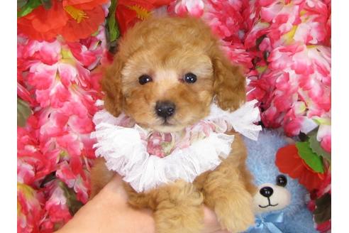 成約済の茨城県のトイプードル-31241の5枚目