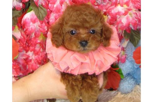 成約済の茨城県のトイプードル-31242の1枚目