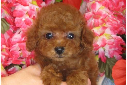 成約済の茨城県のトイプードル-31242の2枚目