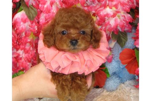 成約済の茨城県のトイプードル-31242の3枚目