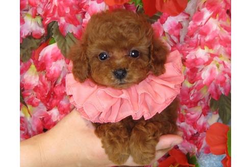 成約済の茨城県のトイプードル-31242の4枚目