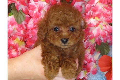 成約済の茨城県のトイプードル-31242の5枚目