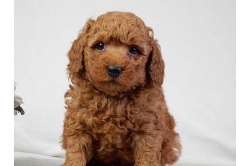 成約済の北海道のトイプードル-30984の1枚目