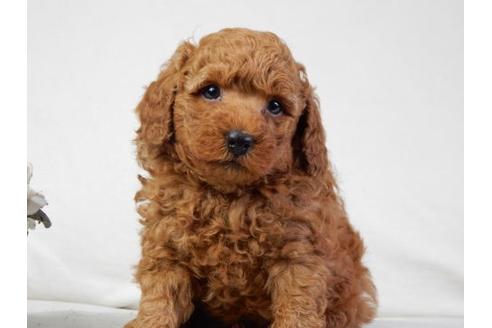 成約済の北海道のトイプードル-30984の2枚目