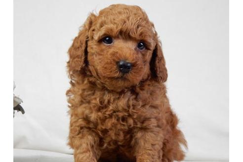 成約済の北海道のトイプードル-30984の3枚目