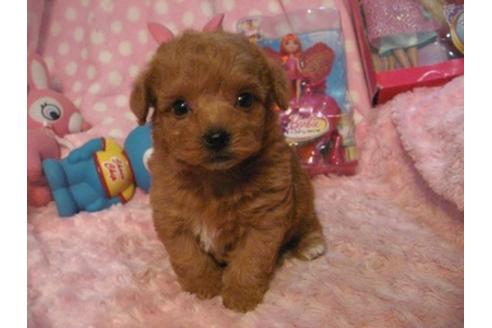 成約済の静岡県のミックス犬-31305の4枚目