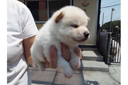 成約済の埼玉県の柴犬-31330の4枚目