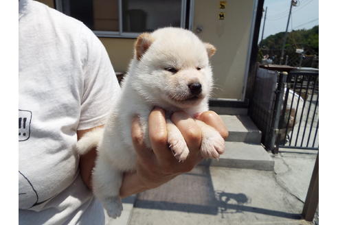 成約済の埼玉県の柴犬-31330の3枚目