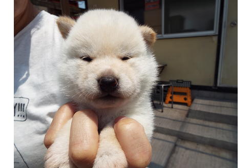 成約済の埼玉県の柴犬-31330の2枚目