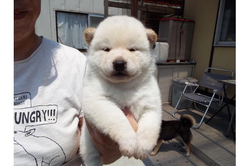 成約済の埼玉県の柴犬-31330の1枚目
