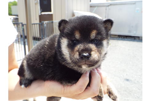 成約済の埼玉県の柴犬-31331の3枚目