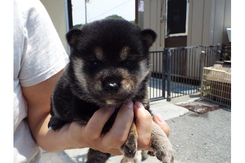 成約済の埼玉県の柴犬-31331の2枚目