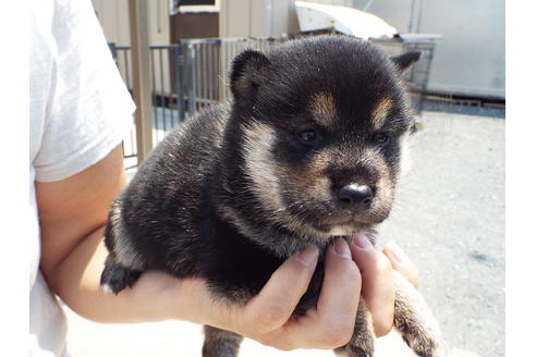 成約済の埼玉県の柴犬-31331の1枚目