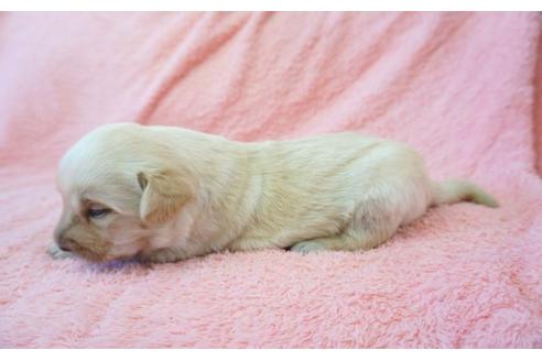 成約済の奈良県のラブラドールレトリーバー-31334の3枚目