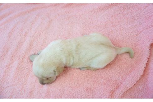 成約済の奈良県のラブラドールレトリーバー-31334の5枚目