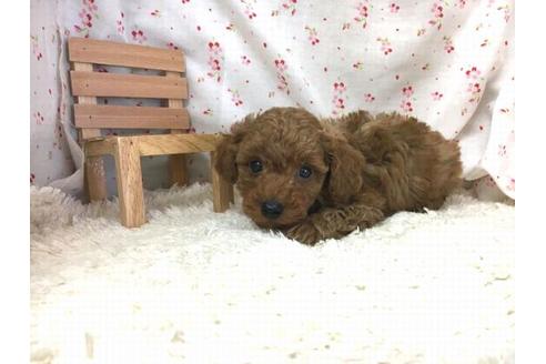 成約済の滋賀県のトイプードル-31356の2枚目