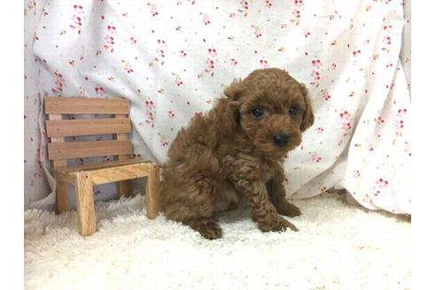 成約済の滋賀県のトイプードル-31356の1枚目