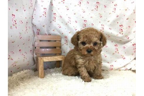 成約済の滋賀県のトイプードル-31357の2枚目