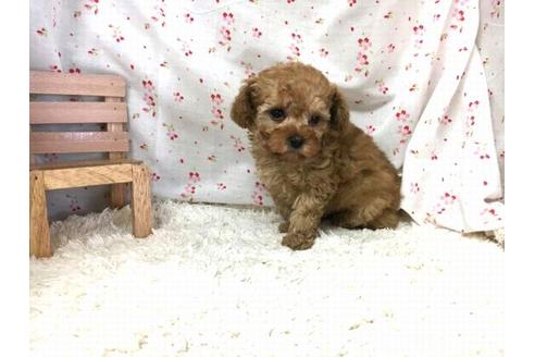 成約済の滋賀県のトイプードル-31357の1枚目