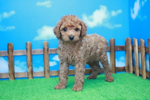 成約済の滋賀県のトイプードル-31358の2枚目