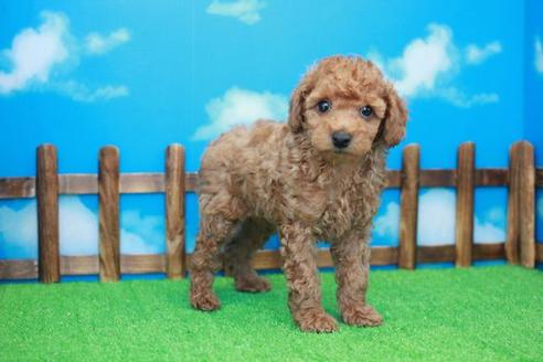 成約済の滋賀県のトイプードル-31358の1枚目