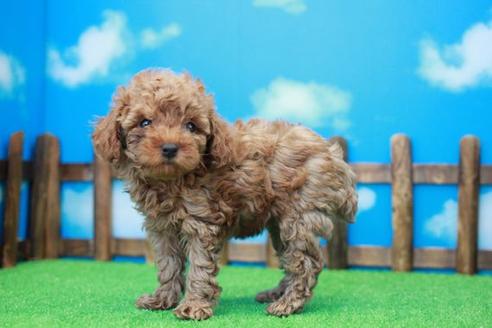 成約済の滋賀県のトイプードル-31359の2枚目