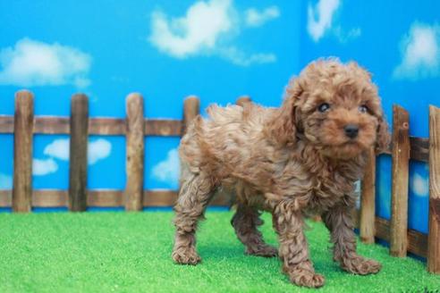 成約済の滋賀県のトイプードル-31359の1枚目