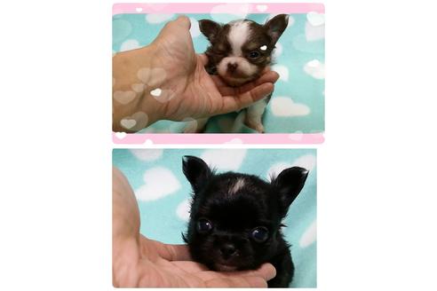 成約済の香川県のチワワ-31387の1枚目