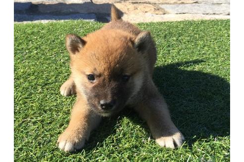 成約済の長崎県の柴犬-30579の3枚目