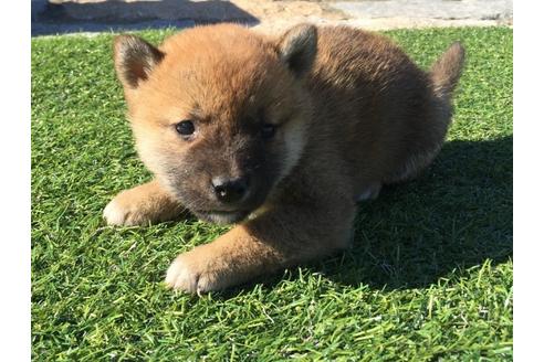 成約済の長崎県の柴犬-30579の5枚目