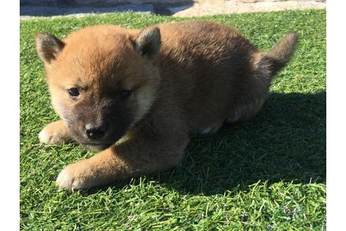 成約済の長崎県の柴犬-30579の1枚目