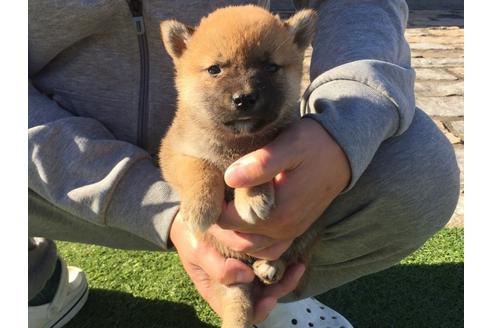 成約済の長崎県の柴犬-30579の2枚目