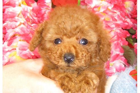 成約済の茨城県のトイプードル-31392の3枚目