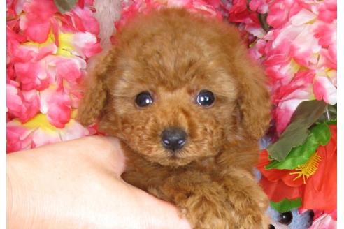 成約済の茨城県のトイプードル-31392の4枚目