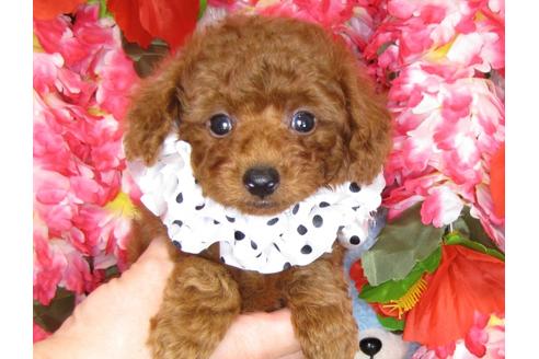 成約済の茨城県のトイプードル-31393の3枚目