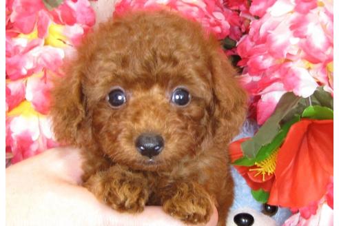 成約済の茨城県のトイプードル-31393の1枚目