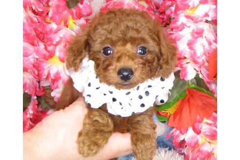 成約済の茨城県のトイプードル-31393の2枚目