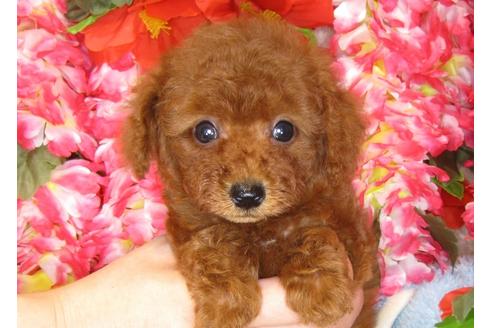 成約済の茨城県のトイプードル-31394の3枚目