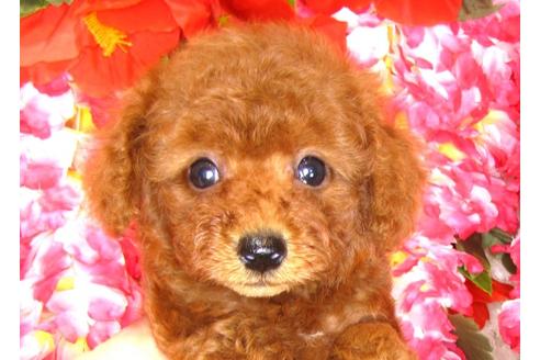 成約済の茨城県のトイプードル-31394の4枚目