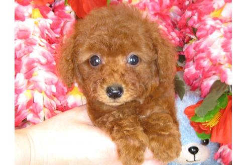 成約済の茨城県のトイプードル-31394の1枚目