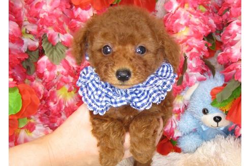 成約済の茨城県のトイプードル-31394の2枚目